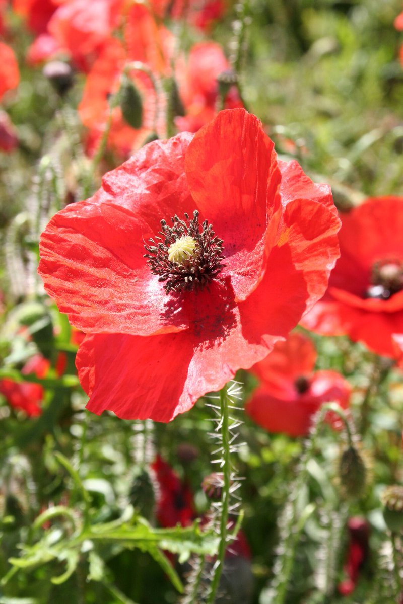 All at Plantlife are absolutely DELIGHTED that <a href="/Ranscombe_Farm/">Ranscombe Farm - Plantlife's Flagship Reserve</a> - Plantlife's flagship nature reserve - has been given a Green Flag Award for the first time medway.gov.uk/news/article/7…
<a href="/medway_council/">Medway Council</a> <a href="/KeepBritainTidy/">Keep Britain Tidy</a> #conservationoptimism