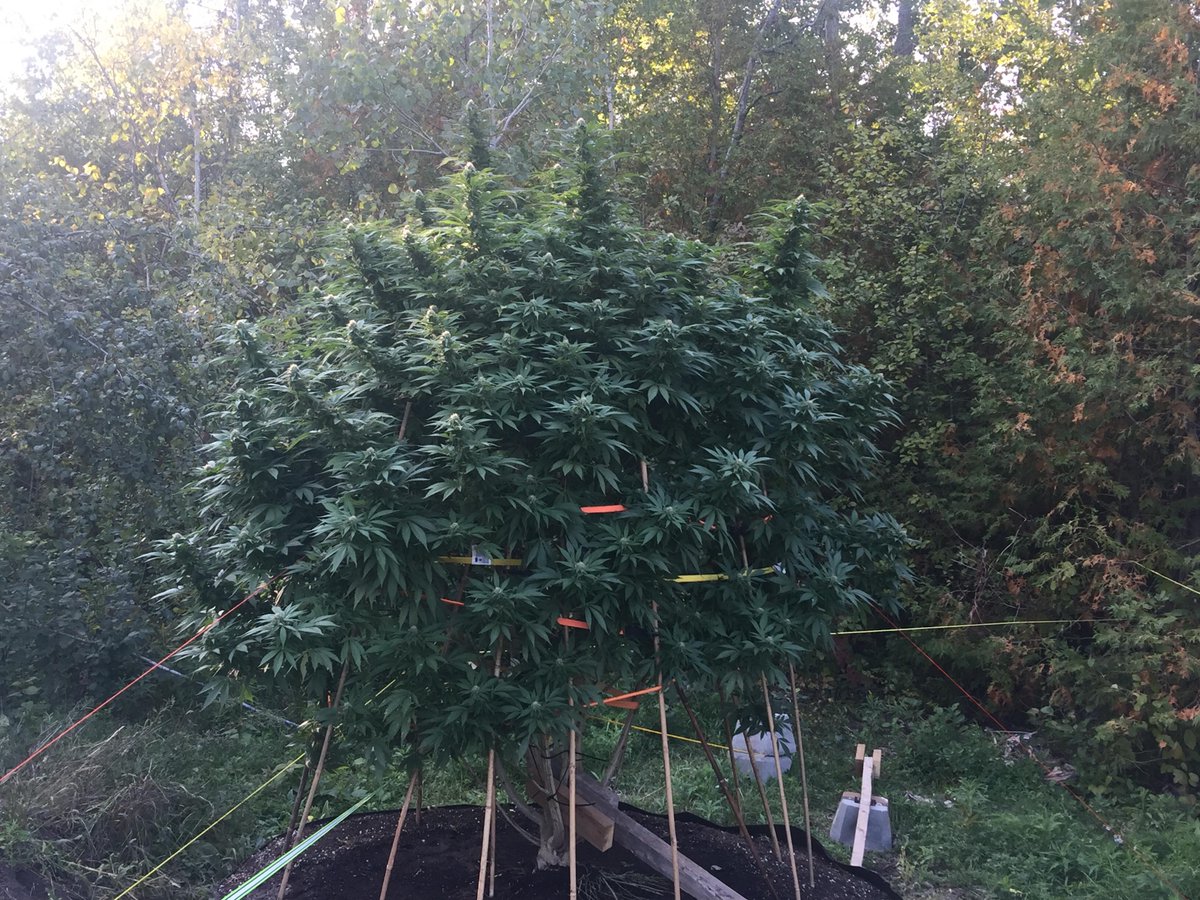 QuebecCannabis's tweet photo. Strain is skittlez over 9 feet
#quebeccannabisseeds #cannabis #cannabisseeds #qcs #seeds #weed #skittlez #grow #growcannabis #quebec https://t.co/aNQdmj8GdJ