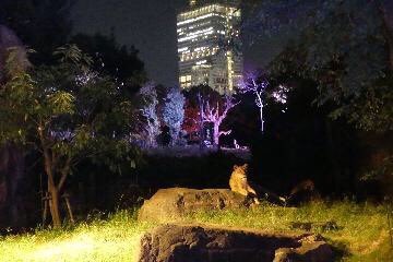 通天閣 Tsutenkaku Tower 公式 天王寺動物園 で開催する秋の ナイトzoo に併せて 通天閣 の営業時間を延長します 期間 年10月17日 土 18日 日 24日 土 25日 日 営業時間 10 00 30 最終入場 00 天王寺動物園ナイトzooお 通天閣 Tsutenkaku Tower 公式 天王寺動物園 で開催する秋の ナイトzoo に併せて 通天閣 の営業時間を延長します 期間 年10月17日 土 18日 日 24日 土 25日 日 営業時間 10 00 30 最終入場 00 天王寺動物園ナイトzooお