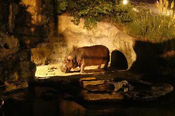 通天閣 Tsutenkaku Tower 公式 天王寺動物園 で開催する秋の ナイトzoo に併せて 通天閣 の営業時間を延長します 期間 年10月17日 土 18日 日 24日 土 25日 日 営業時間 10 00 30 最終入場 00 天王寺動物園ナイトzooお 通天閣 Tsutenkaku Tower 公式 天王寺動物園 で開催する秋の ナイトzoo に併せて 通天閣 の営業時間を延長します 期間 年10月17日 土 18日 日 24日 土 25日 日 営業時間 10 00 30 最終入場 00 天王寺動物園ナイトzooお