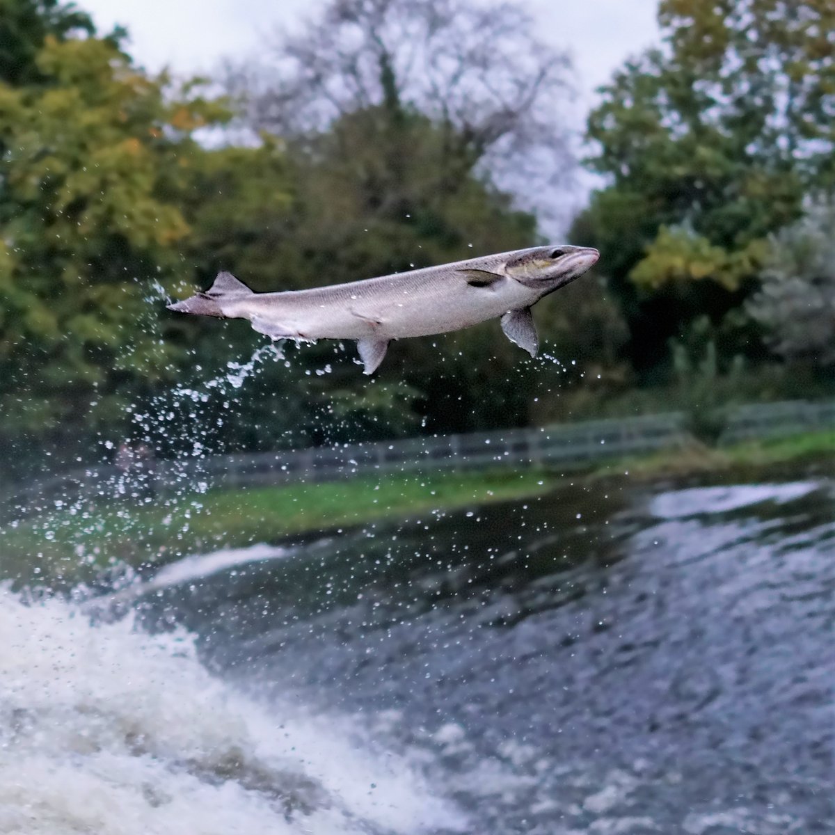 benne30's tweet photo. Super #Shrewsbury #salmon!
#BBCWildlifePOTD @BBCSpringwatch @BBCCountryfile #SpawningWatch #SalmonWatch @ChrisBaingerEA @2peters @thomas_winstone https://t.co/wyv3w3dgp4
