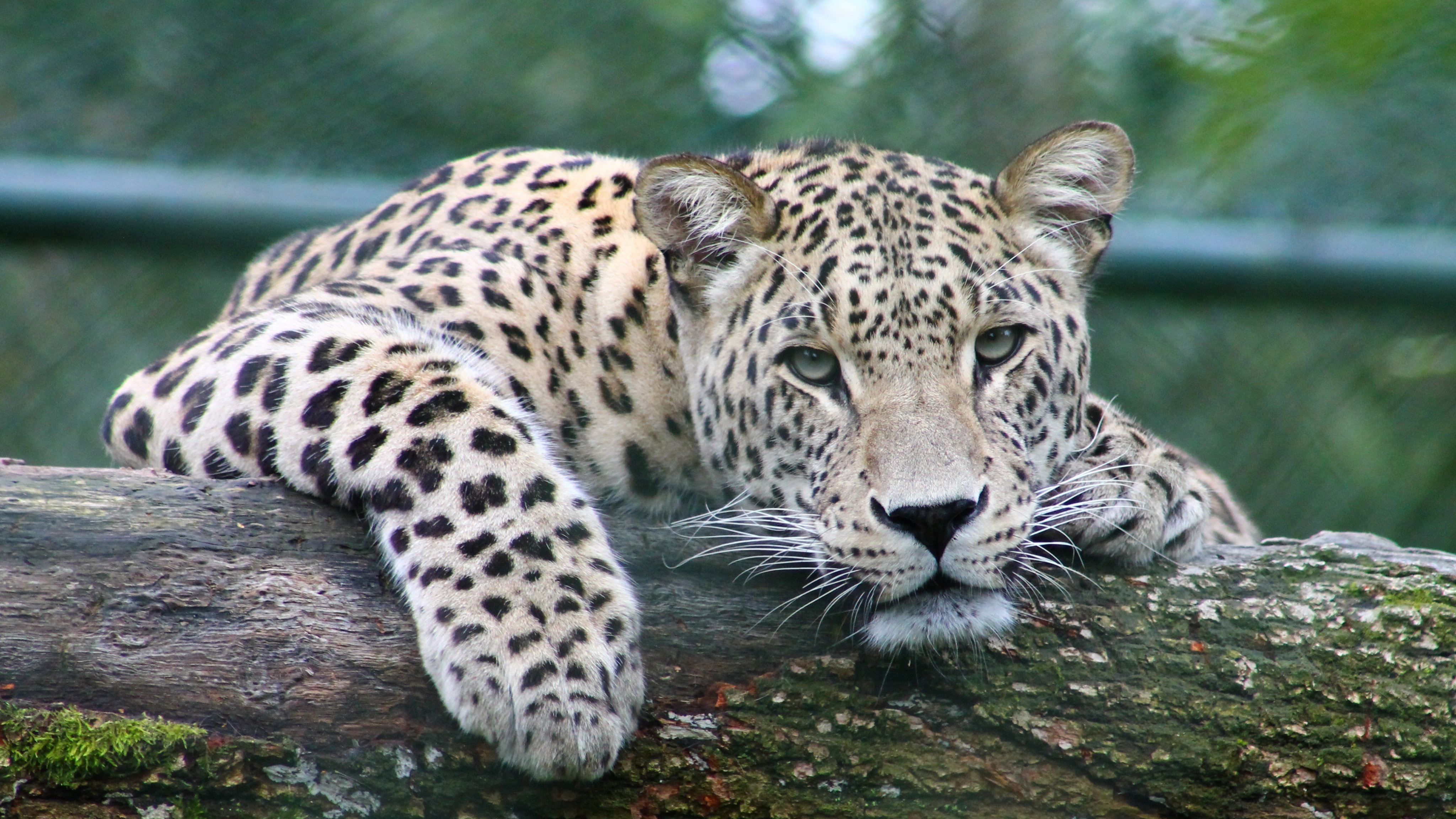 Technouchi A K A Missingsoul Mr Yt ヒョウ Panther Leopard アフリカに生息 黒ヒョウや雪ヒョウなどもいる 単独で生活する チーター Cheetah アフリカに生息 体型が細く頭が小さい 俊足でサバンナを駆ける ジャガー Jaguar アメリカに生息