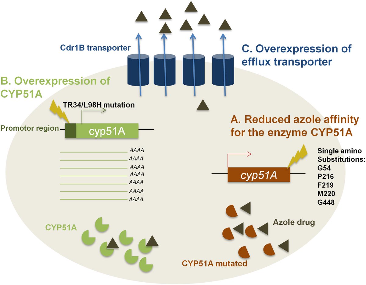 𝐕𝐨𝐫𝐢𝐜𝐨𝐧𝐚𝐳𝐨𝐥𝐞 𝐫𝐞𝐬𝐢𝐬𝐭𝐚𝐧𝐜𝐞 is an emerging problem. It ranges from 10-35% in various reports.The figure below highlights the MC mech of resistance acquisition. Mutations in the 𝐂𝐘𝐏𝟓𝟏𝐀 𝐠𝐞𝐧𝐞 are an important cause.