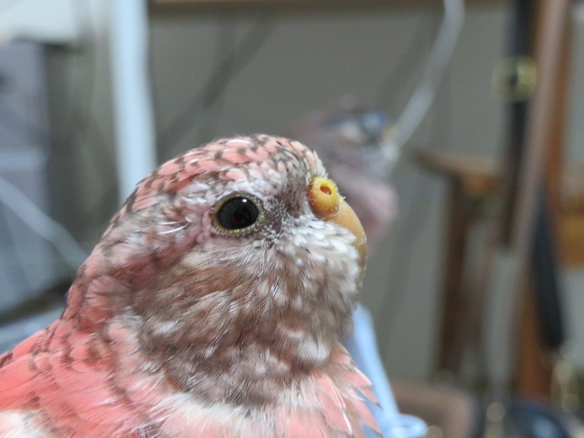 むぎ アキクサインコ ジー アキクサインコ アキクサインコノーマル アキクサインコローズ