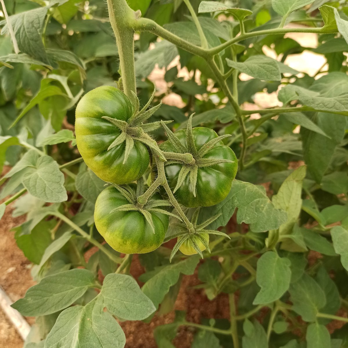 InnoPlant's tweet photo. El #tomateADORA, por su color marrón intenso, es naturalmente rico #carotenoides (#licopeno, #betacaroteno y #tocoferol). Estos tres carotenoides son potentes #antioxidantes que tienen un efecto protector contra las grandes patologías crónicas https://t.co/rOhUpFcscj