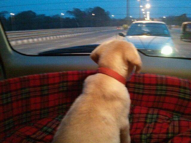 kitabwali's tweet photo. 10 years
Nothing changes.
#Miloo 🐕❤️ https://t.co/xHg7zHiyzJ