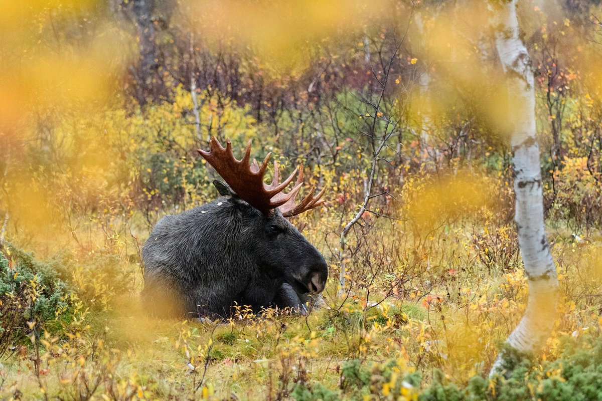 WildSweden tweet media