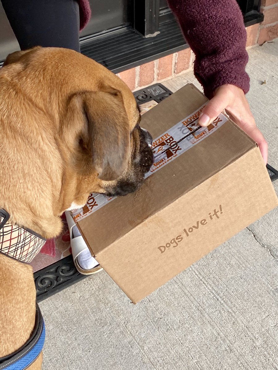 FourLeggerBox's tweet image. Dogs love it! 

#BowzerBox #SubscriptionBoxForDogs #CanadianDog #ShopCanadian BowzerBox.ca