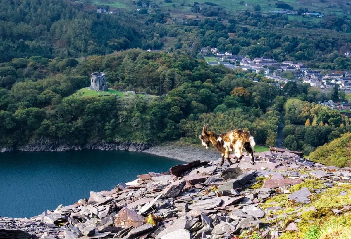 RhCadwaladr's tweet photo. Geifr gwyllt #Eryri uwchlaw #llynperis #chwareldinorwig #castelldolbadarn #llanberis yn gorwedd yn nhawelwch y  bora @S4Ctywydd https://t.co/R8s7WDfPEn