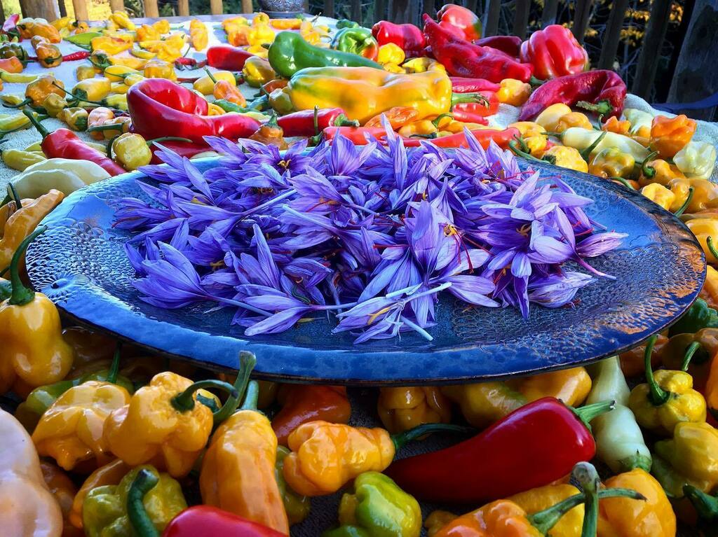 TrueSaffron's tweet photo. When harvests collide: due to a good tarp and some milder frosts we are now inundated with peppers during saffron picking season. Saffron hot sauce coming soon.
.
.
.
.
.
#now #happiness #joy #safran #saffron #truesaffron #nature #life #love #peace #pho… https://t.co/barUW7LR2L https://t.co/khj0q9lhb2