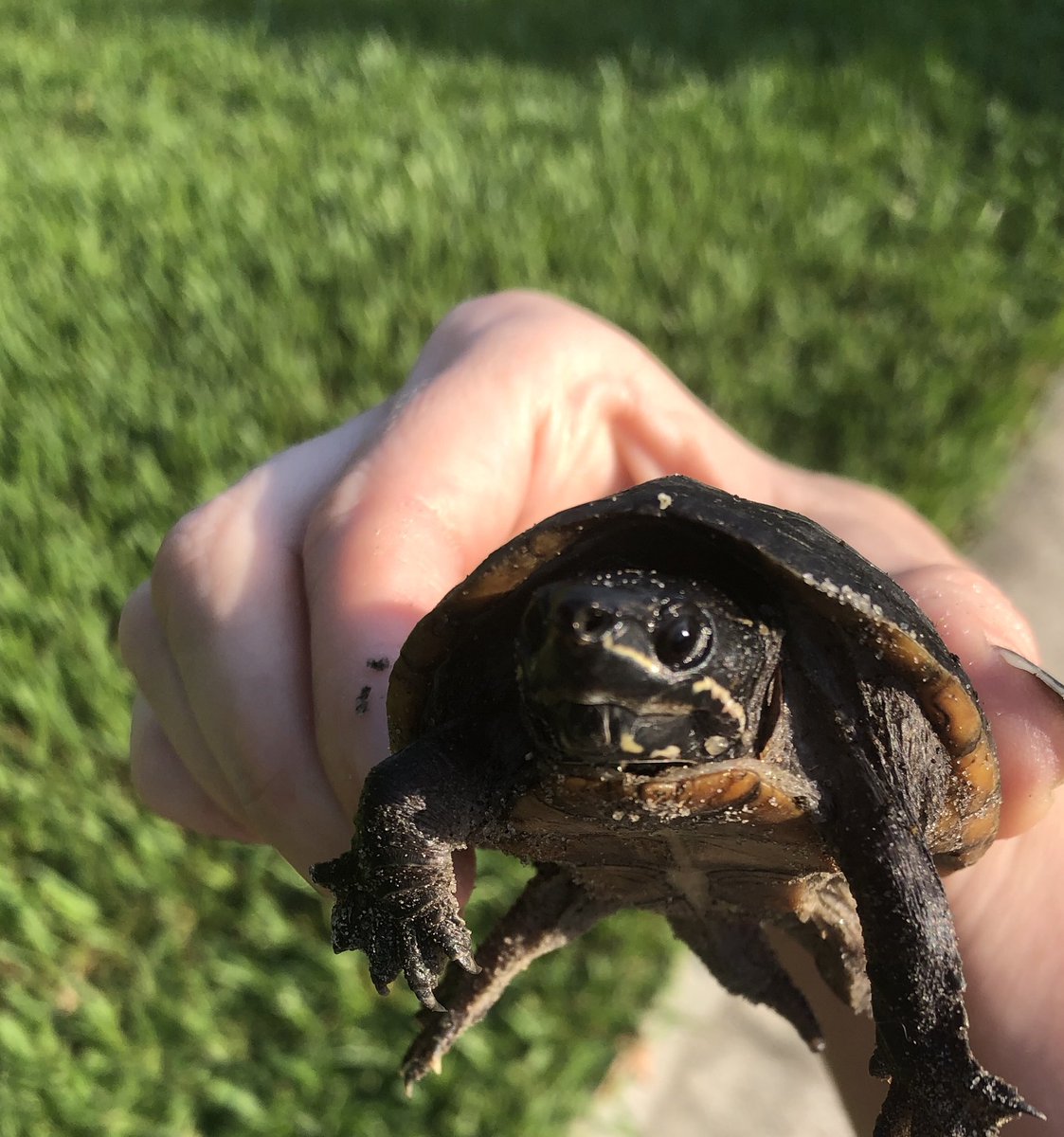 AuthorHMacht's tweet photo. Found this little musk turtle trying to cross the road this morning (in the complete opposite direction of a pond nearby).

I may have gotten attacked by a swarm of ants 🙈, but I was able to help him into the water. 

#TurtleSaver #FloridaLife https://t.co/3bgL1hzw3g