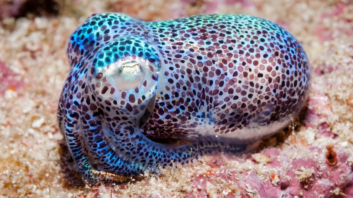Calling out quorum sensing folks. I think I found the most fitting Halloween costume for you. Here’s a McQueen Hawaiian bobtail squid ensemble. You’ll be glowing.