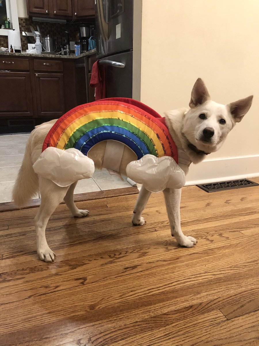 Got our cloud ready for Halloween! He was not super pleased about this, but I was and thatโs what matters. ๐ ๐ถ #halloween #bestholiday https://t.co/3qH5KUXD6a