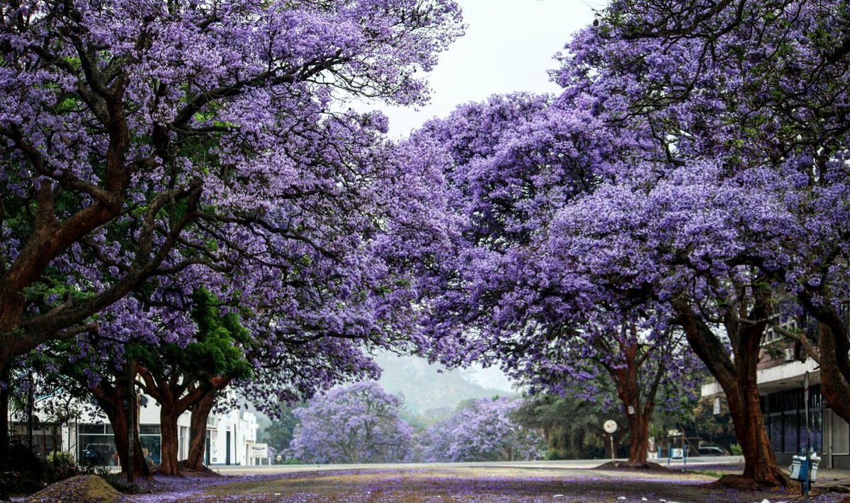 T•I•R•I•V•A•N•H•U tweet media