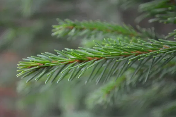 PaulGaskinCFS's tweet image. Canada is celebrating #HealthyWorkplaceMonth, but #DYK many @NRCan-Canadian Forest Service employees have workplaces full of Phytoncides! 
Don't worry...they help lift depression, reduce stress and can help boost your immune system.
cbc.ca/news/canada/lo…