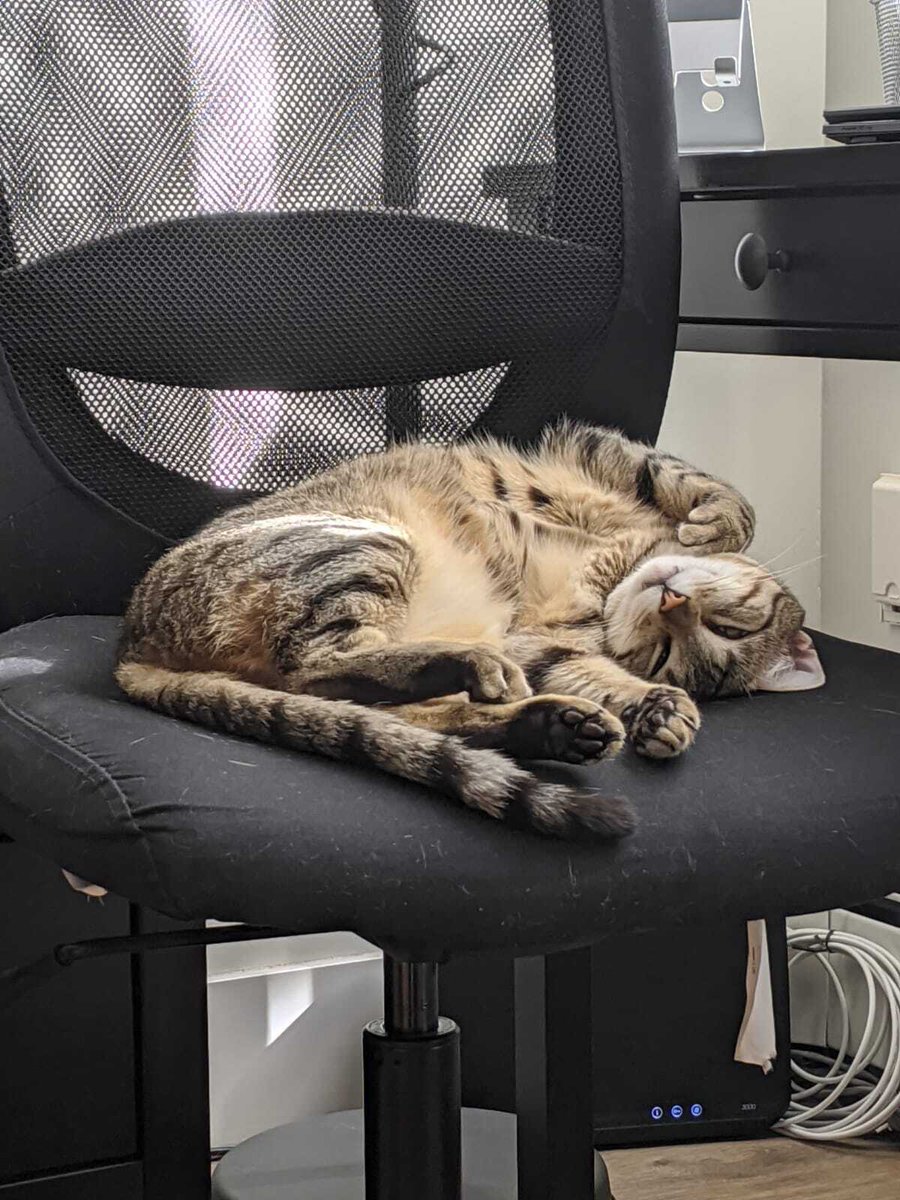 AbleSense's tweet photo. We'd also like to welcome Jolie! She is clearly a purrfect addition to the #petsofAbleSense team.

#officecat #werehiring https://t.co/byB21RSeEx