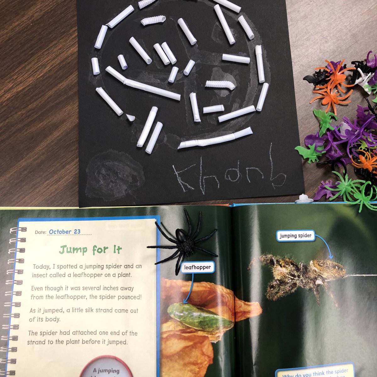 Miss_Colella's tweet photo. Reading nonfiction spider texts this week. We learned that the web is actually made out of silk! Perfect opportunity to practice cutting to create a silky web with straws. We also spied a circle! https://t.co/ORKXhvyysH