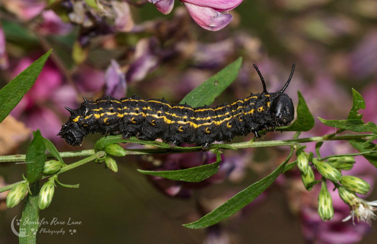 Jens_Starry_Sky's tweet photo. #OrangestripedOakworm 🙂🧡🖤 #caterpillars #nature #NaturePics #pics #photography #macro #MacroPics #Macrophotography #wildlife #LittleThings #fall @MacroHour https://t.co/Gum8QX76uO