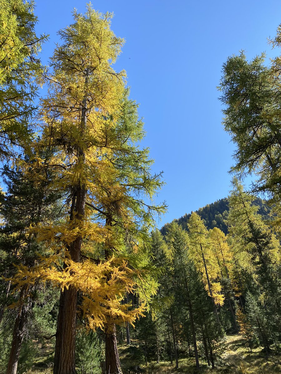 CSolenthaler's tweet image. 🍁🇨🇭😍