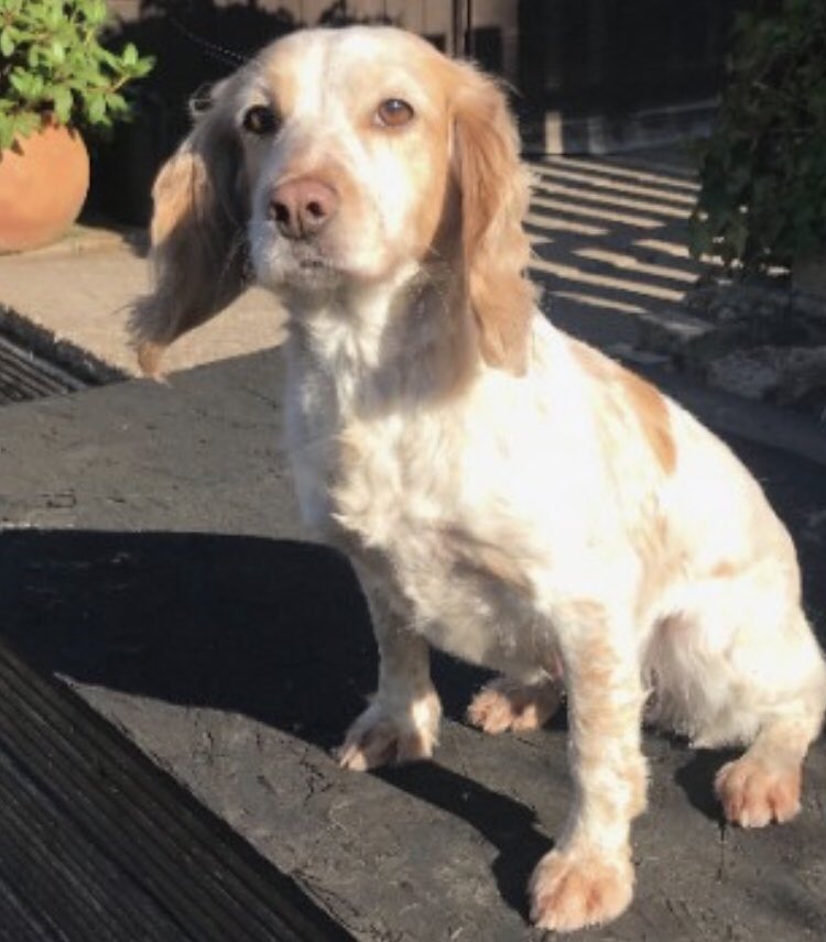 PIPPA missing #Warsop #Notts #NG20 30/5/20 
Female #cockerspaniel orange roan/adult CHIPPED
Last known whereabouts #Warsop then passed to a woman from #Doncaster 
#SpanielHour 
doglost.co.uk/dog-blog.php?d…