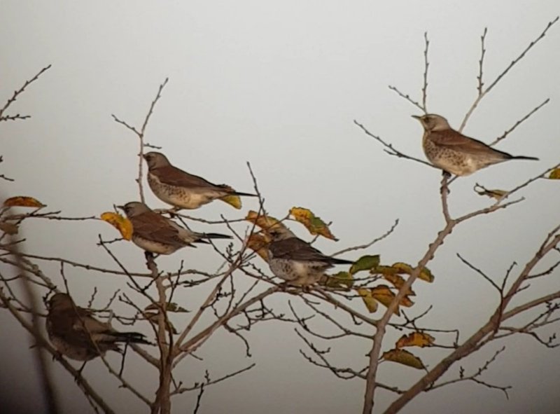 DrSteveStokes's tweet photo. Testing the new scope near @WWTWelney https://t.co/3bjFCoNiFo