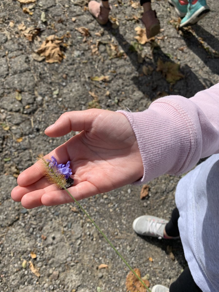 MoyerArt's tweet photo. Artists observe the world around them: Enjoying a nature walk for inspiration on this gorgeous day. #criticalandcreativethinkers #SHoM #elementaryart @2ndgrbestiesmes @FTMoyerES @FTSchools https://t.co/Ed802kCLy5
