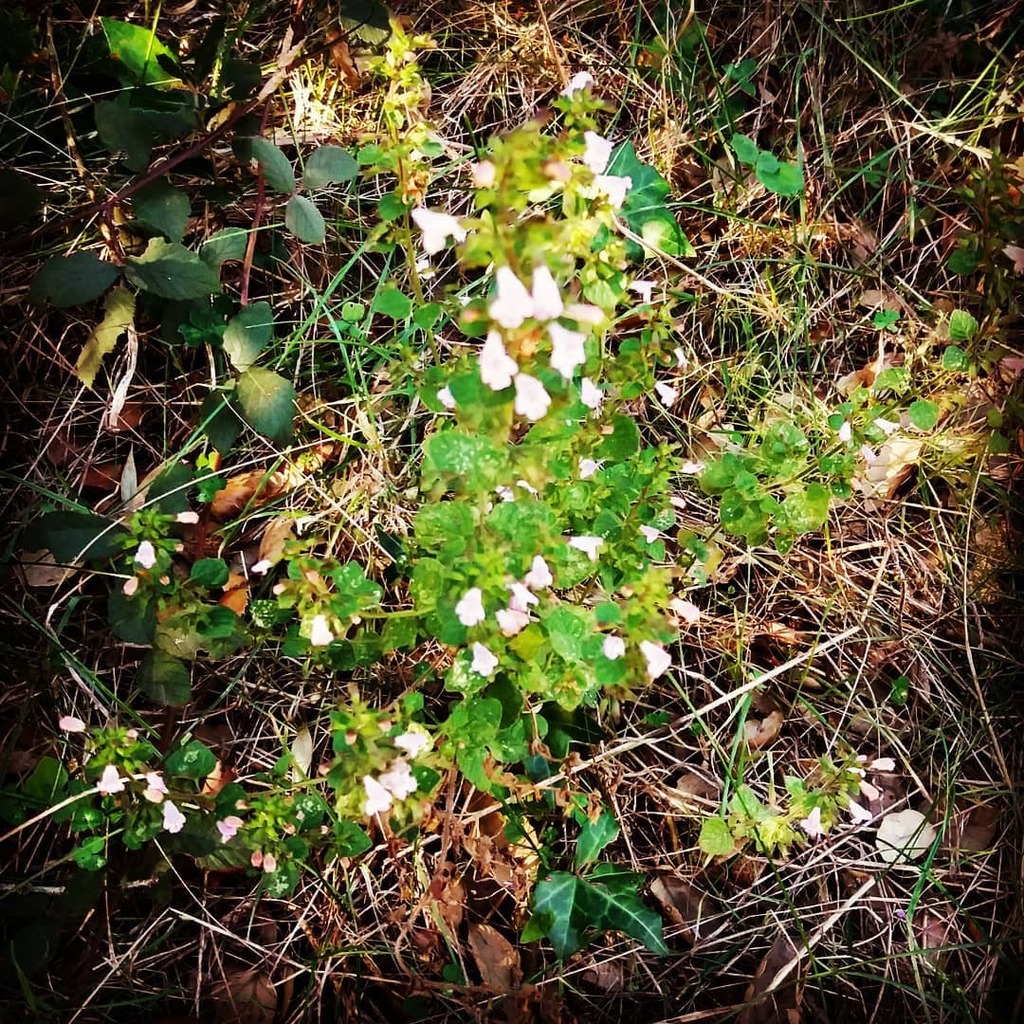 Druida41934908's tweet photo. Ni menta, ni orenga ni poniol! #calaminthanepeta #plantesmedicinals #herbesaromaiques #empordà #gavarres https://t.co/D9hTsZxuwD
