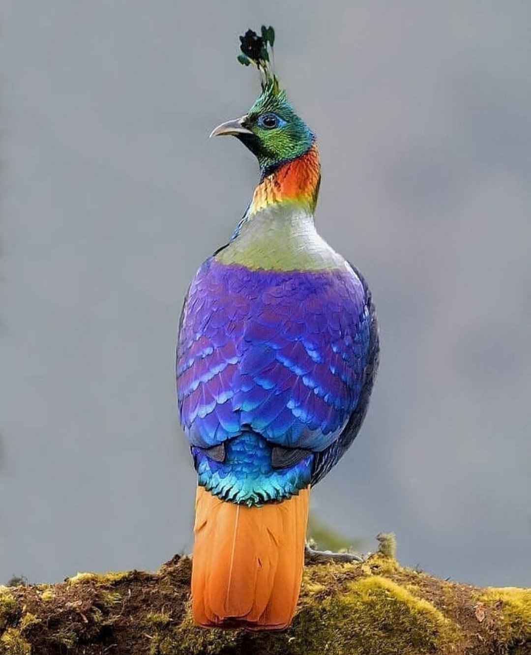 Гималайский монал Lophophorus impejanus
