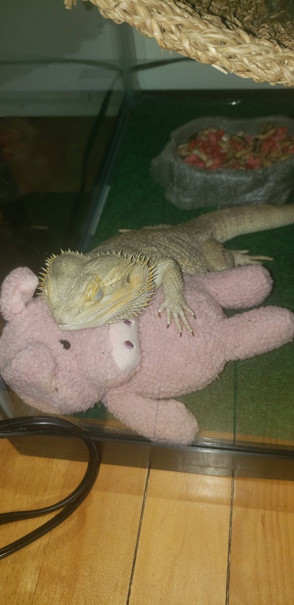 Kristen Noel tweet media