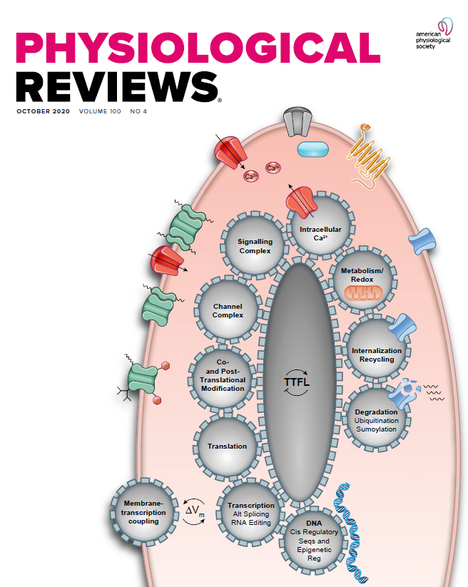 BKChannels's tweet photo. Ion Channels & Circadian Rhythms on the cover of Physiol Revs https://t.co/PCgEu443SQ #BKChannel #Excitability #Circadian #Potassium #Channel #Neuroscience #circadianclock @SRBR_Outreach #chronohealth #bodyclock #rhythms #CircadianMedicine #ChronoMedicine #Clockology #clock https://t.co/VJWQ4XRvyJ