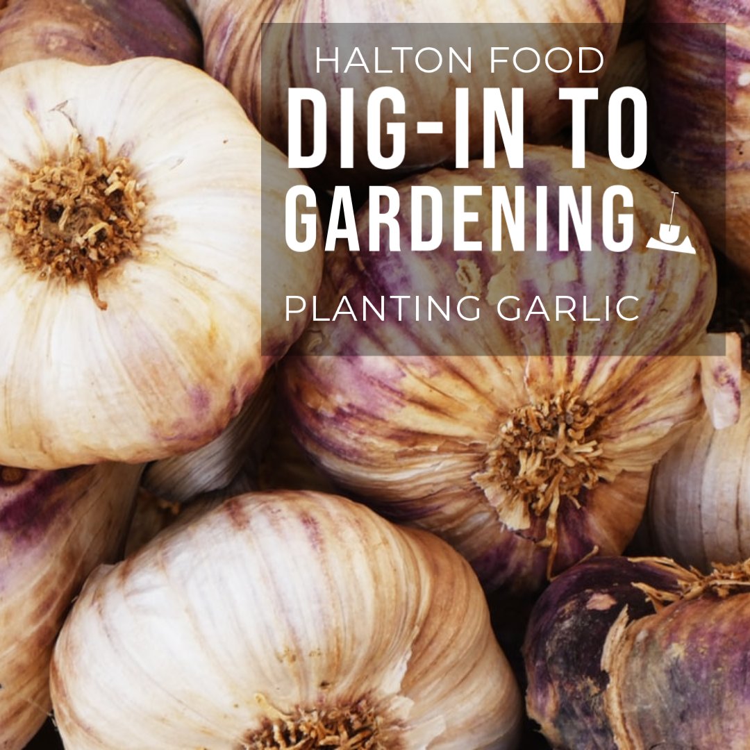 HaltonFood's tweet photo. Garlic, garlic, garlic! This week on #DigintoGardening we are discussing #plantinggarlic! Check out our planting garlic IGTV video to learn everything you need to know. Do you plan to plant garlic this fall? @henhere @GSSHaltonPeel @RegionofHalton #HaltonGardeners https://t.co/BBhJk1Cd2z