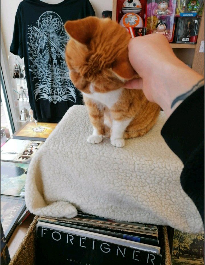 LikableAlex's tweet photo. Nothing beats a decent hobby shop, except for a hobby shop with a kitten! https://t.co/4ebIF0Q1da