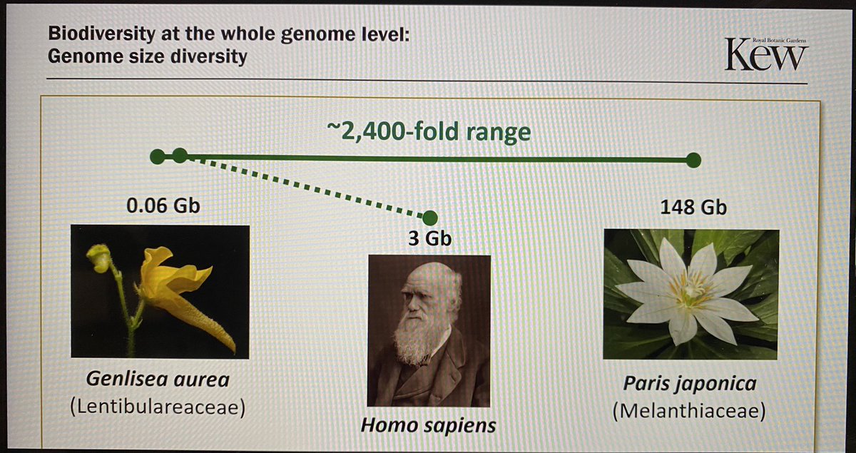 DoctorZedd's tweet image. Leitch: the massive variation in plant genome sizes. Charles Darwin for scale. 😏 #SOTWPF