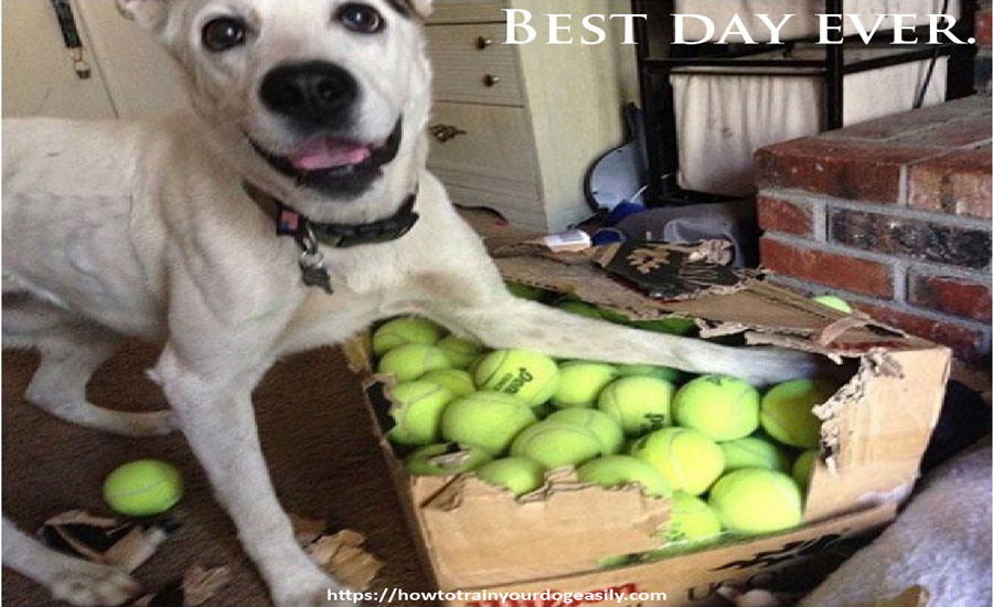 FNotpit's tweet image. Best day ever.
howtotrainyourdogeasily.com
#dogbarking #pottytrainingpuppy #dogobediencetraining #howtotrainapuppy
#howtopottytrainadog #howtotrainadog #dogtricks #howtogetadogtostopbiting
#howtogetadogtostopbarking #aggressivedogtraining #howtostopapuppyfrombarking