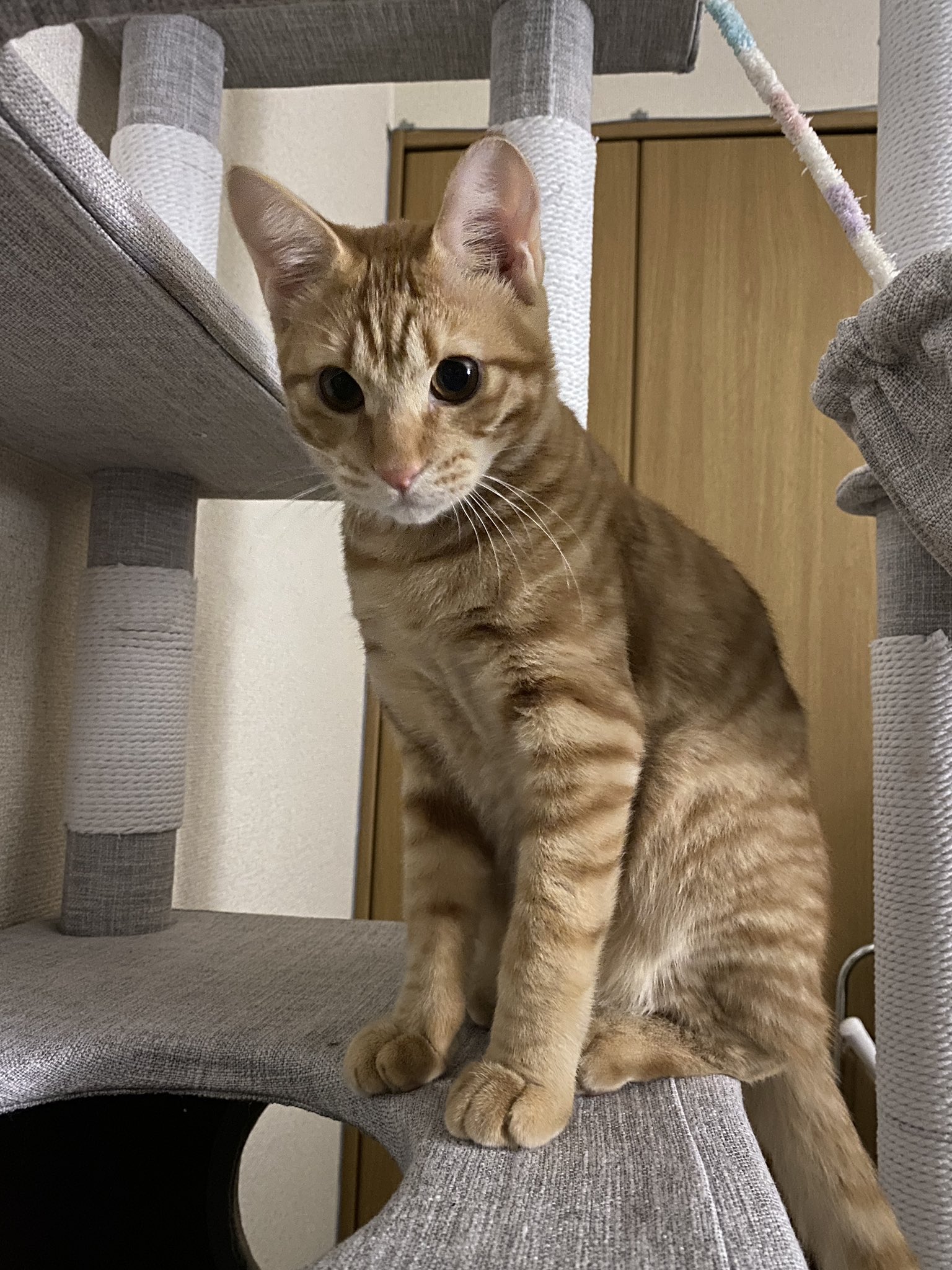 かわいいまめかわいいゆた まめが生後5ヶ月半になりました 体重は4 0kgです ゆるりと大きくなってください 猫 Cat 子猫 保護猫 茶トラ 生後5ヶ月半 T Co M04hsisqvq Twitter