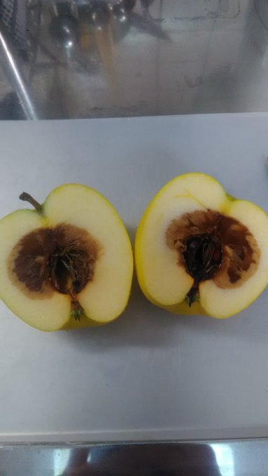 りんごの芯にカビが生えていたら食べられる 安全性とカビの有無の見分け方はあるのか徹底調査 生活の知恵大全