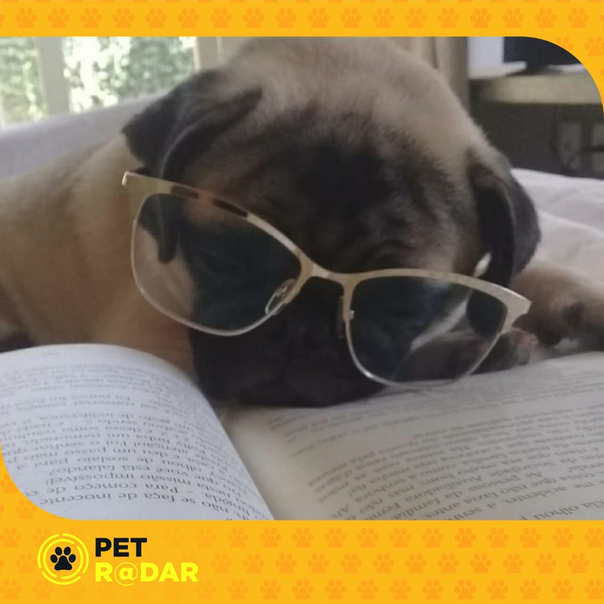 apetradar's tweet photo. Pug is a old breed, originated around 700 BC. and it appeared in the Tibetan hills and China, the result of a mix of other breeds
Pug é uma raça antiga, com origem em 700 AC. e surgiu nos montes tibetanos e na China, resultado de uma mistura de outras
#pug #dogsoftwitter #cookie https://t.co/qVDLRW4mwl