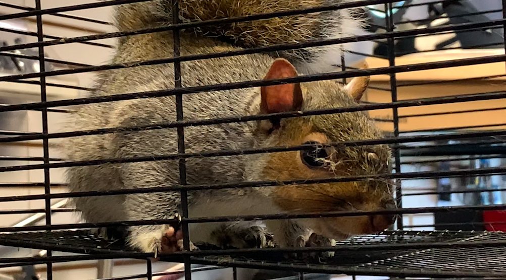 myfox8's tweet photo. South Carolina squirrel predicts winner of 2020 Presidential Election https://t.co/yL3bbn4O8i https://t.co/QvAJ8xvKlS