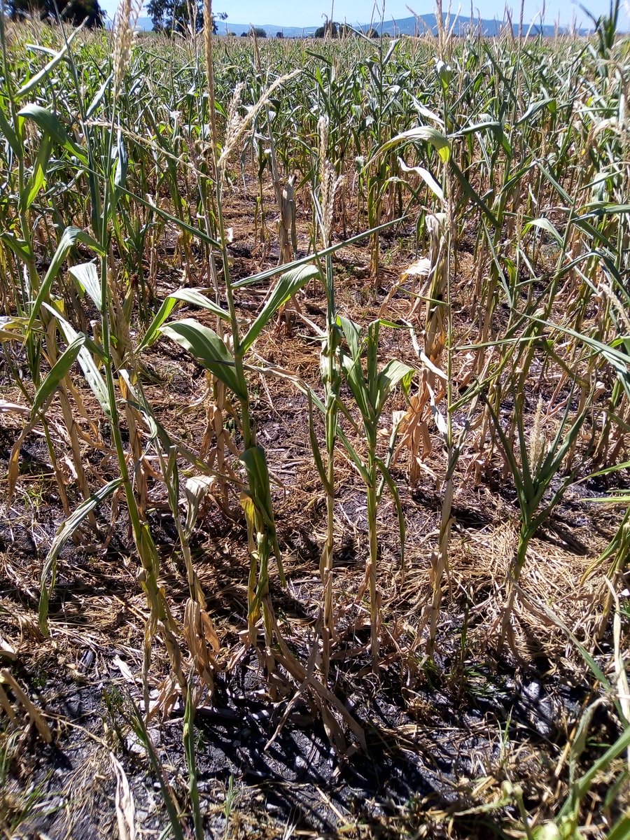Jfrl1994's tweet photo. Es triste ver y escuchar a los productores más grandes contar la historia de las lluvias tiempo atrás en sus comunidades, aquí el resultado del cambio que se está teniendo. Cerro Colorado, Valle de Santiago, Gto. https://t.co/rE19PZ1vPS