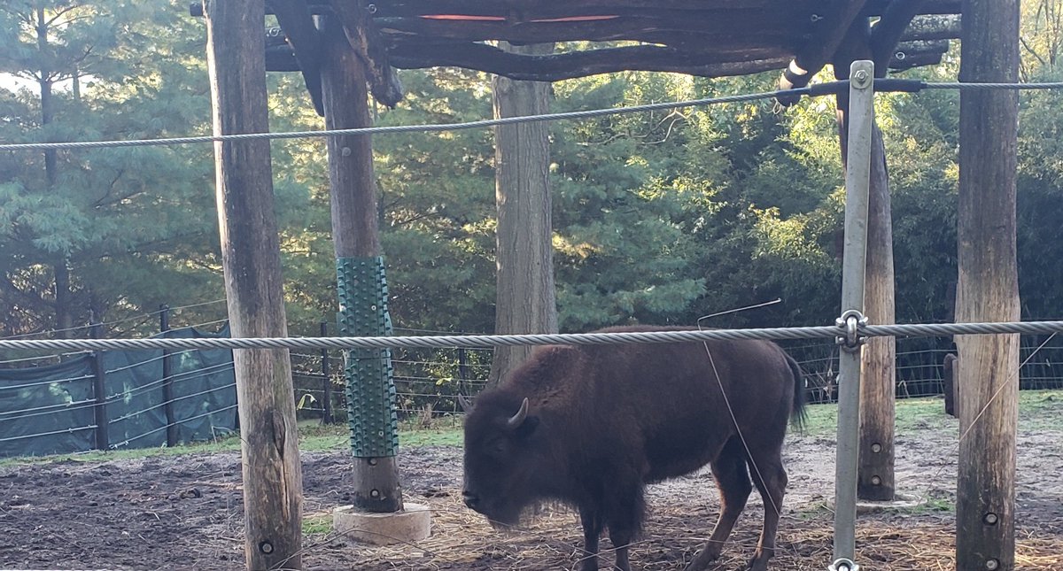 What should be the USA's national symbol. – bei  Smithsonian’s National Zoo