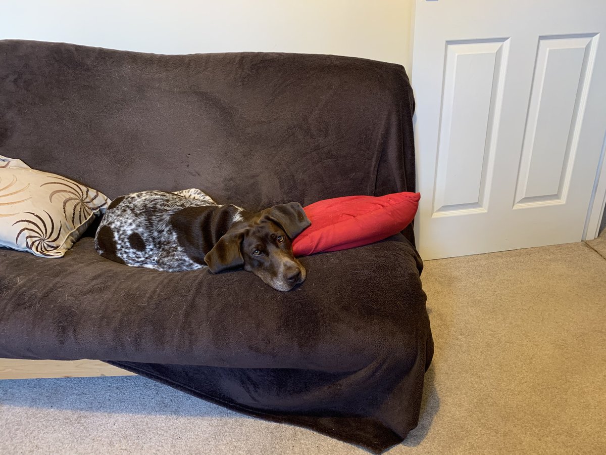 datucker's tweet image. How can I be expected to work with this face staring at me #germanshorthairedpointer #pointersofinstagram #wfh