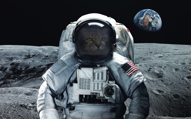 MiloBloguero's tweet photo. A veces me pierdo entre mis redes no se asusten 🐱
Andaba en la luna 🌝
#MiloBloguero #thedailykitten #kittens #kitten #kittensoftwitter #CatsOfTwitter #catstagram #cats #AmericanShortHair #gatos #gatoscr #GatosCostaRica #petlovers #catlover #purrfect #meow #meowed #purr #CR https://t.co/73FpJV6s0A