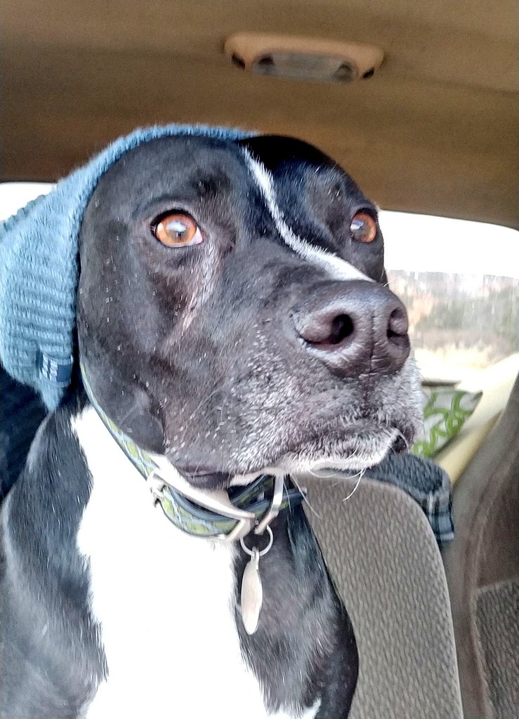 brittieb24's tweet photo. A quick 3 mile morning walk around the reservoir and looking forward to a great day at CHC #CHC20 #PetsofCHC #CHCvirtual5k https://t.co/uGzEQY3CBs