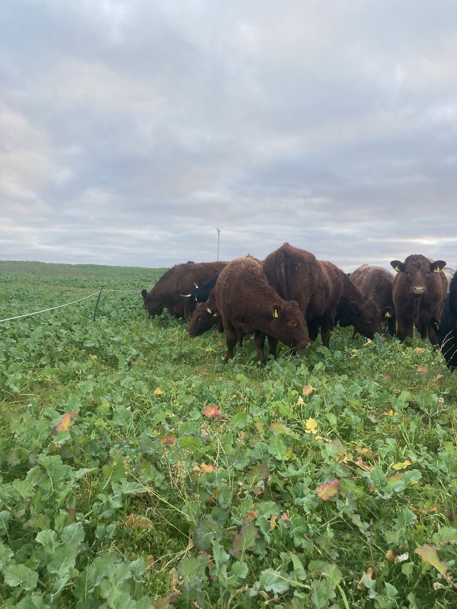 “I think we should put the heifers on the rape” “Wait, that was my idea” “I know, it’s just taken me 4 months to realise what a good idea it was” #FamilyFarms