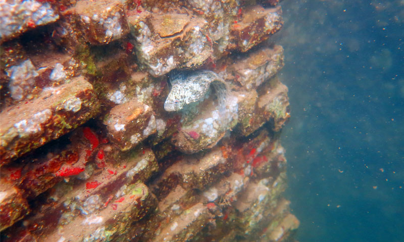 🧱🦀🐠 The startup <a href="/EconcreteL/">ECOncrete</a> has developed an alternative to traditional concrete which favors aquatic life growth. An innovation that reduces the impact of coastal infrastructure on biodiversity.

Read more on <a href="/open_resource/">Open {re}Source</a> by <a href="/suez/">SUEZ</a>: bit.ly/2FtSMmP