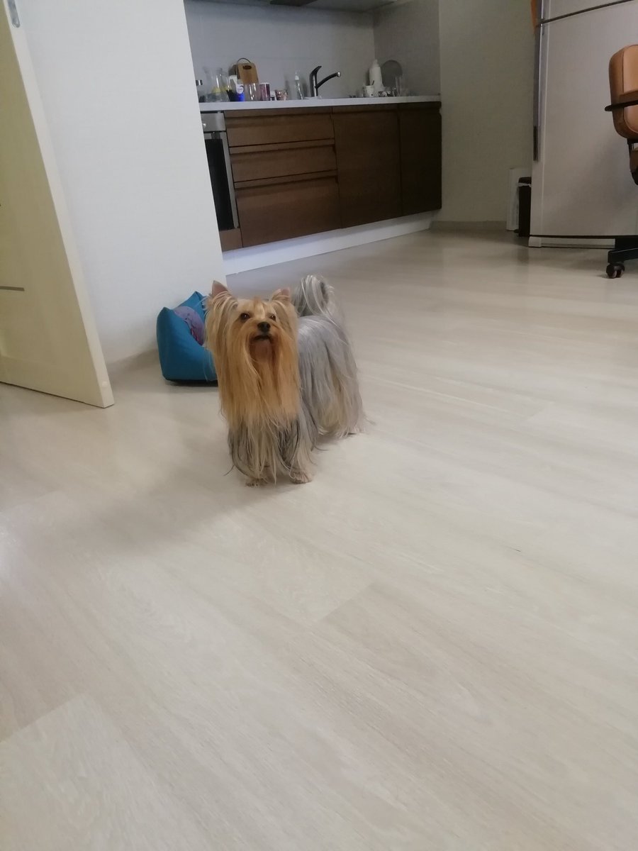 Stupid_Poetry's tweet image. Excited to start #ModPoLive, as usual a photo of sweet baby Keks for ya