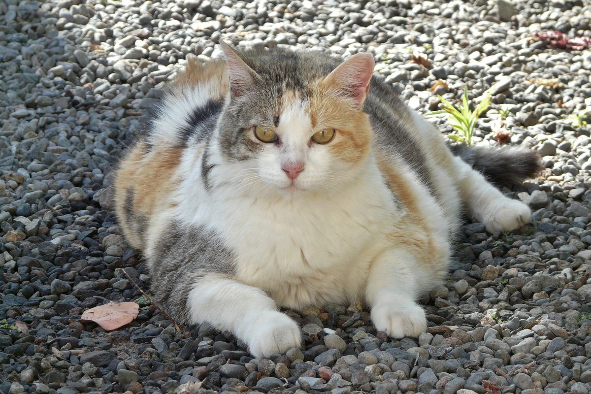 OKStateVetMed's tweet photo. Oct. 14 is National Pet Obesity Awareness Day. According to the Association for Pet Obesity Prevention, in 2018, an estimated 60% of cats and 56% of dogs in the United States were overweight or obese. Consult your veterinarian for healthy food choices for your pet. https://t.co/5jl03ggHMu