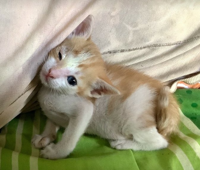 reinosoj2's tweet photo. Yesterday we found another couple of kittens... They are very nervous, and the smallest one seems fragile (I already put some ointment in her bad eye). We're having a bit of a rough time with my mom's health at the moment, but we'll try to do our best for these babies too 🐱🐱 https://t.co/fCOFcbcRZn