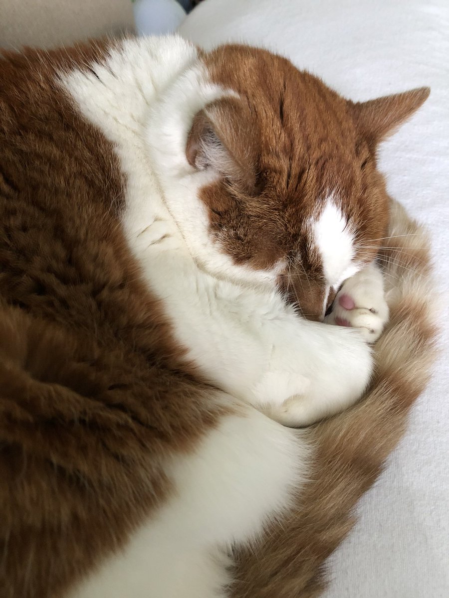 JoanneMGrant's tweet photo. Who needs a cuddle from #editorkitty today? 😻 He’s taken to sleeping on my pillow even when I’m trying to use it too 😹 #HappyWednesday #CatsOfTwitter https://t.co/MxQLuKhl8q