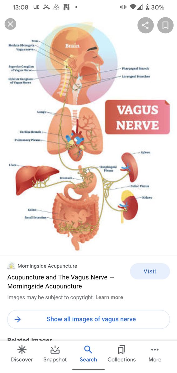 Its interesting because its a cranial nerve but instead of staying around the head in descends all the way down to the internal organs and innervates them giving them juicy relaxing neurotransmitters which make us feel all fuzzy inside.